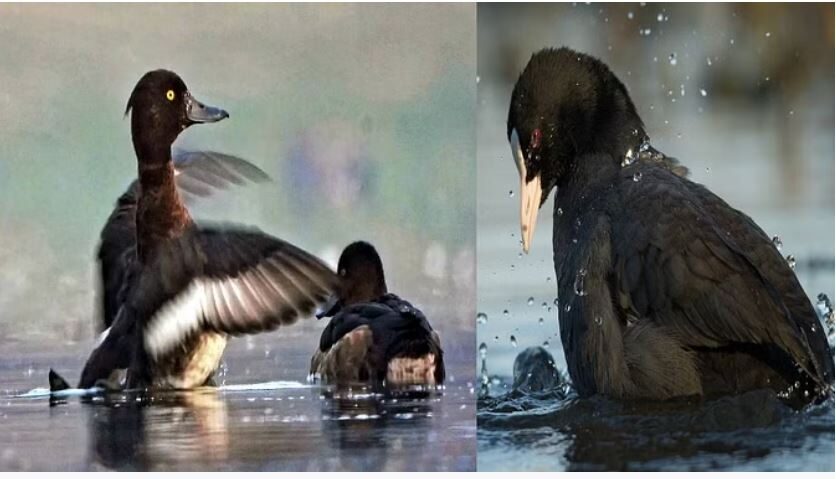 Photo of चंबल सेंक्चुअरी : टफ्टेड डक और कूट बर्ड की दस्तक