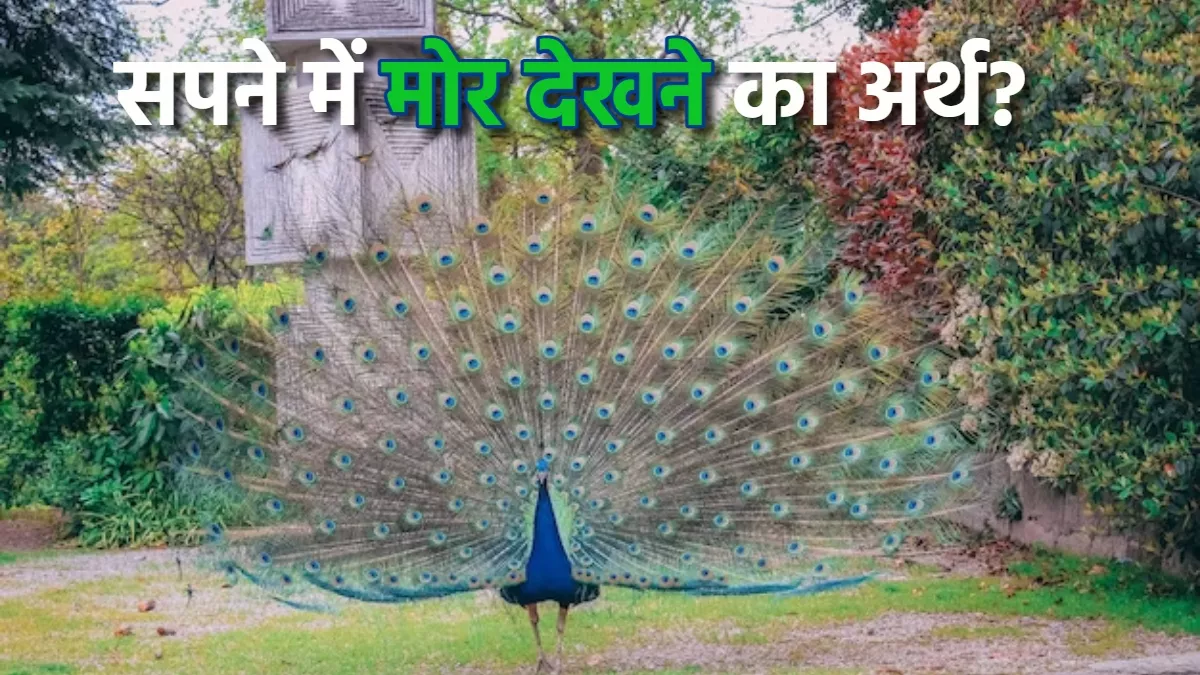 Photo of सपने में मोर देखने का होता है बहुत खास मतलब, भविष्य को लेकर मिल सकते हैं ये संकेत