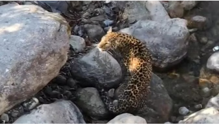 Photo of टिहरी: बालगंगा नदी के पास गुलदार दिखने से लोगों में दहशत