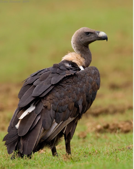 Photo of मध्य प्रदेश: बांधवगढ़ टाइगर रिजर्व में हुई गणना में इस वर्ष मिले 182 गिद्ध