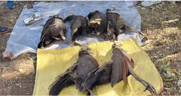 Photo of बुरहानपुर: खेत मे रखे उपचारित बीज खाने से छह मोरों की मौत