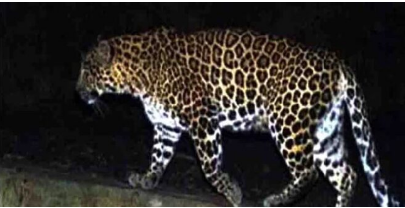 Photo of उत्तराखंड में गुलदार की दहशत: श्रीनगर सहित एक दर्जन गांवों में लगा नाइट कर्फ्यू…