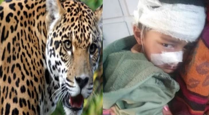 Photo of उत्तराखंड: रुद्रप्रयाग में पांच साल के बच्चे पर गुलदार ने किया हमला…