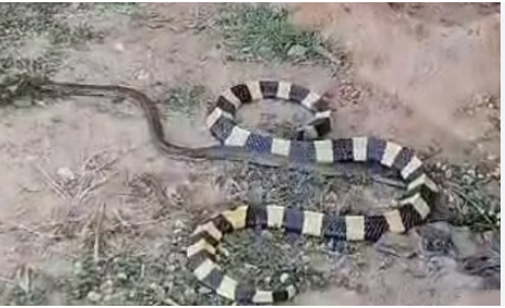 Photo of छत्तीसगढ़: महाशिवरात्रि के दिन घर में घुसा सांप, हाथ जोड़ खड़ा हुआ मकान मालिक