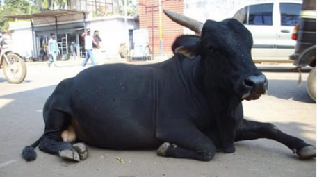 Photo of नोएडा: बेकाबू सांड की टक्कर में बाइक सवार किशोर की मौत