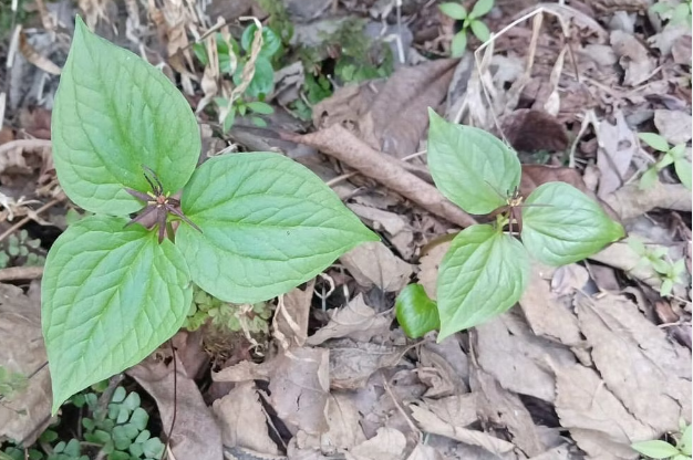 Photo of उत्तराखंड: अब 500 वन पंचायतों समेत 10 हजार हेक्टेयर भूमि में उगाई जाएगी जड़ी-बूटी