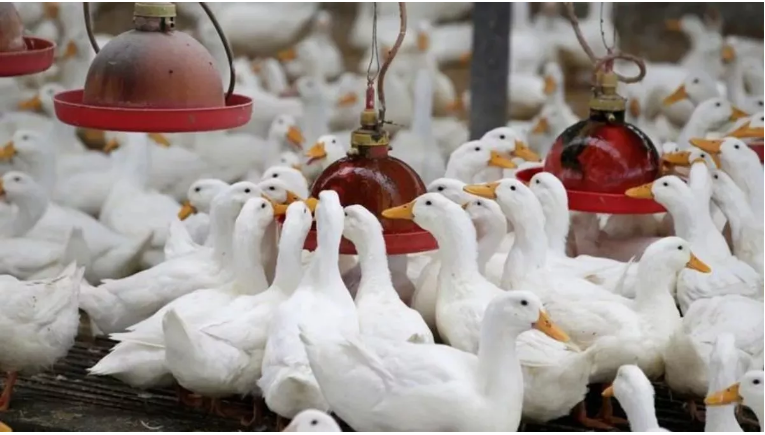 Photo of केरल के अलाप्पुझा में बर्ड फ्लू फैलने से मचा हडकंप