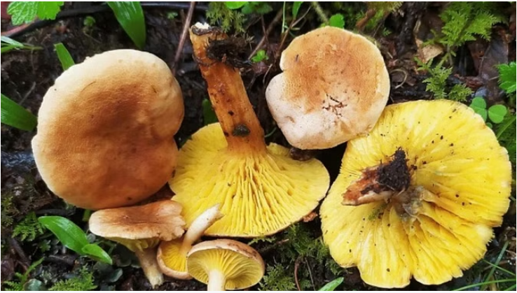 Photo of उत्तराखंड: प्रदेश में खोजी गई जंगली मशरूम की पांच नई प्रजातियां