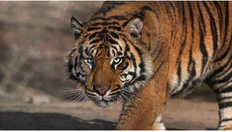 Photo of महाराष्ट्र के चंद्रपुर में पकड़ा गया आदमखोर बाघ