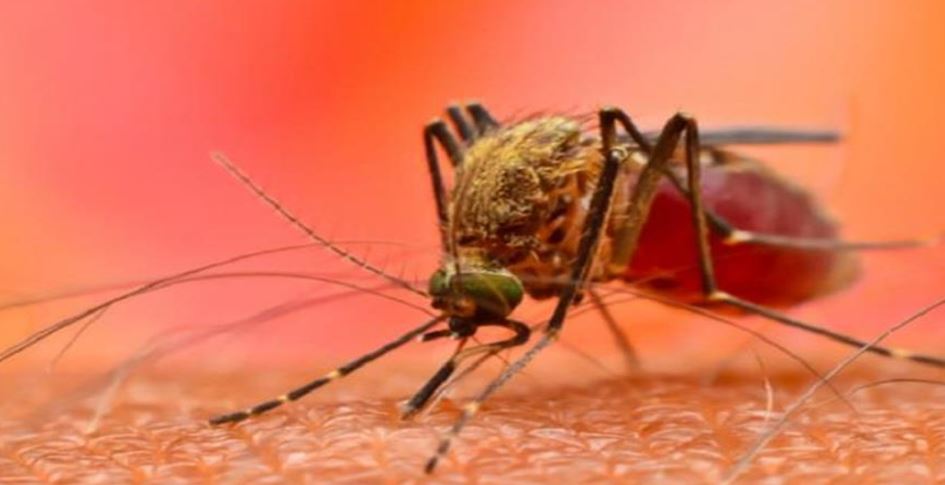 Photo of इंदौर में डेंगू की दस्तक से हड़कंप, दो गांवों में मिले आठ मरीज