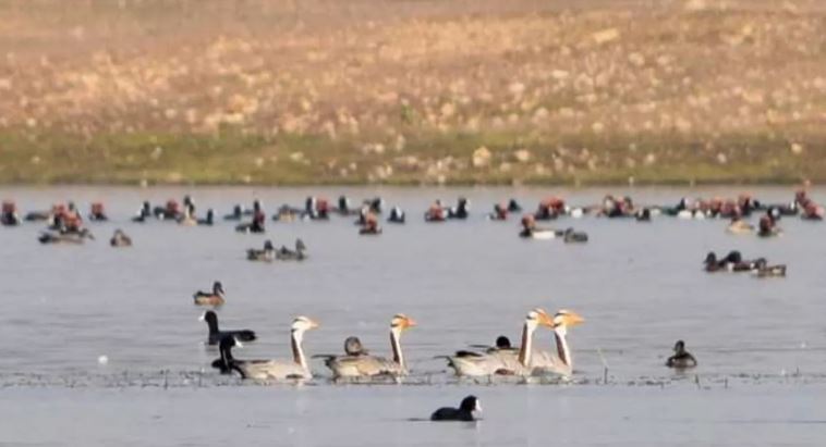Photo of बिहार को मिली बड़ी सौगात, नागी और नकटी बर्ड सेंचुरी रामसर साइट में शामिल