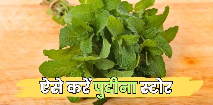 Photo of पुदीने की पत्तियों को लंबे समय तक फ्रेश रखने के लिए ये 6 आसान उपाय