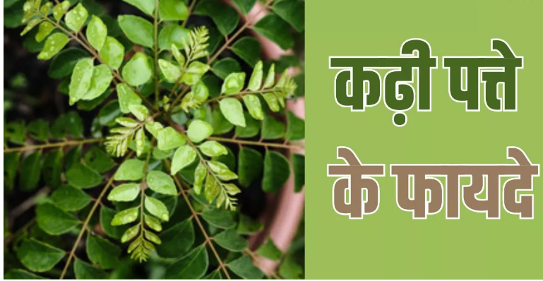 Photo of गुणों का खजाना है पोषक तत्वों से भरपूर कढ़ी पत्ता