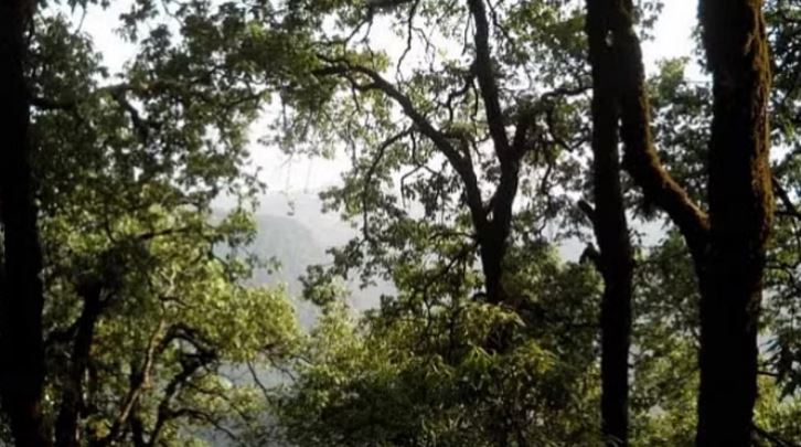 Photo of उत्तराखंड: बांज के वृक्षों पर मंडराया खतरा…बीमारी से सूख रहे