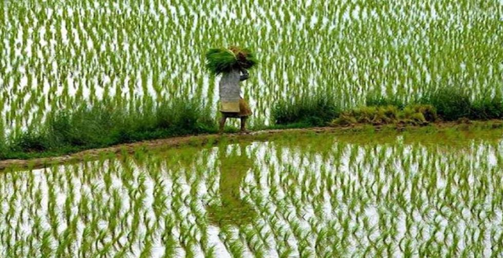 Photo of अच्छी बारिश से खिले किसानों के चेहरे, खरीफ फसल की बुआई ने पकड़ी रफ्तार