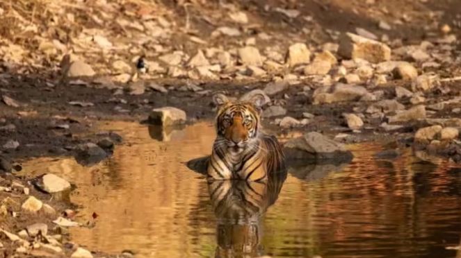 Photo of नेचर लवर वीमेंस के लिए परफेक्ट हैं ये वाइल्ड लाइफ डेस्टिनेशन