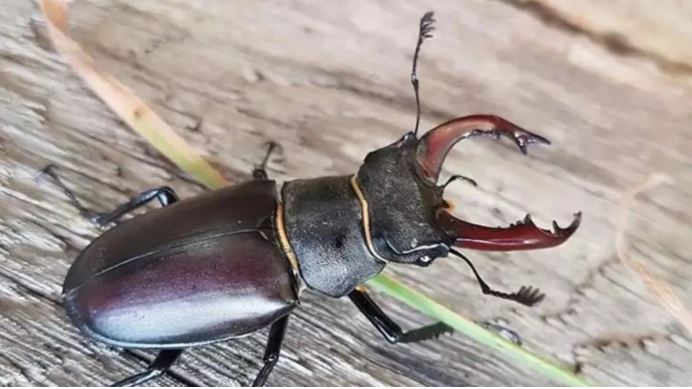 Photo of ये है दुनिया का सबसे महंगा कीड़ा, इसे बेचकर रातों-रात बन जाएंगे अमीर