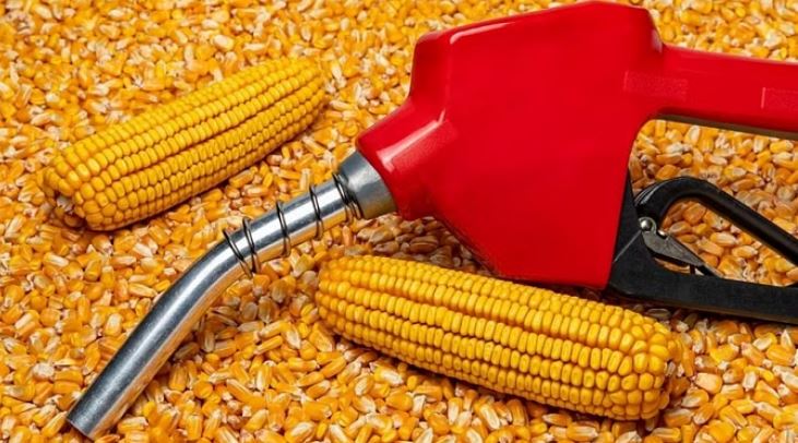 Photo of यूपी: प्रदेश में गन्ने के बजाय मक्के से एथेनॉल बनाने की तैयारी