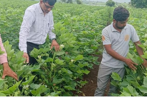 Photo of खरगोन: कपास और मक्का की फसल को कीड़ों से बचाने कृषि विभाग ने जारी की सलाह