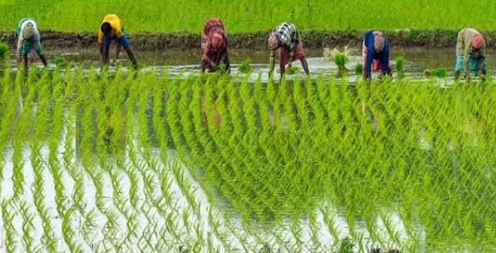 Photo of पीएम फसल बीमा योजनान्तर्गत फसलों का बीमा कराने की तिथि आगे बढ़ी