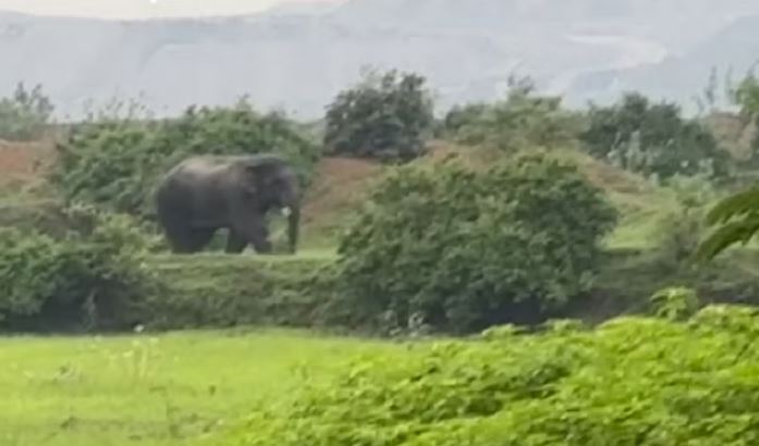 Photo of कोरबा: एसईसीएल कुसमुंडा खदान के करीब पहुंचा दंतैल हाथी, महिला पर किया हमला