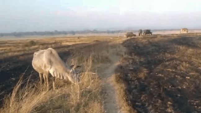 Photo of कोरबा: आकाशीय बिजली की चपेट में आने से 20 मवेशियों की हुई मौत