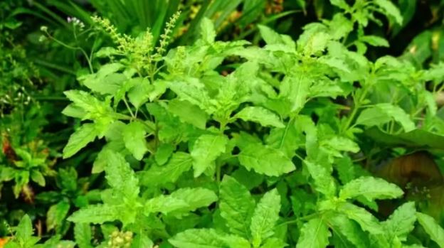 Photo of रोज सुबह चबाएं तुलसी के 3-4 पत्ते; सेहत को मिलेंग ये फायदे