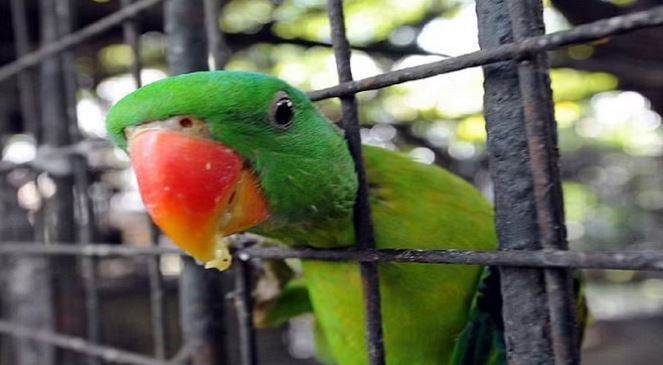 Photo of तोता को पिंजरे में रखे कैद, तो हो सकती है जेल: वन विभाग ने जारी किया आदेश
