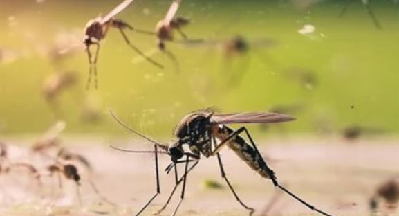 Photo of बिहार में डेंगू का कहर, पटना के 16 साल के मरीज की मौत; 24 घंटे में 50 नए मरीज मिले