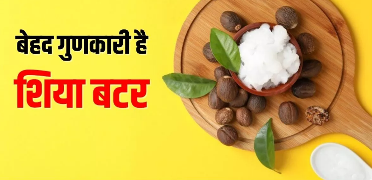 Photo of त्वचा और बालों से जुड़ी अनगिनत समस्याओं का समाधान कर सकता है शिया बटर