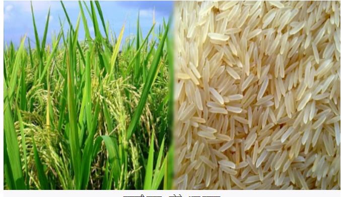 Photo of बासमती चावल निर्यात में वृद्धि के लिए रसायनों पर प्रतिबंध, ये हैं वे 10 कीटनाशक