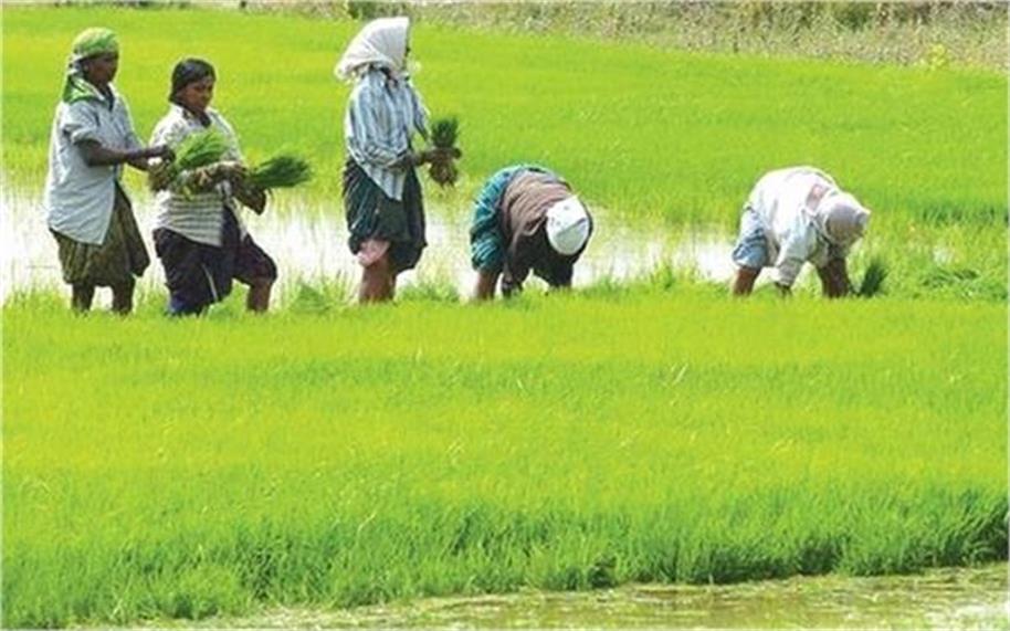 Photo of किसानों के लिए खुशखबरी…इस दिन से शुरू होगी धान- बाजरा; मूंग और मक्का की सरकारी खरीद