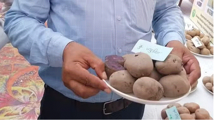 Photo of यूपी: रोग प्रतिरोधक क्षमता व खून बढ़ाएगा जमुनिया आलू, आईसीएआर-सीपीआरआई ने किया है विकसित