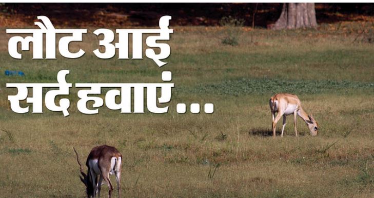 Photo of आया मौसम सर्दी का: दिल्ली के चिड़ियाघर में सांप ओढ़ेंगे कंबल… पुआल पर सोएंगे हिरण