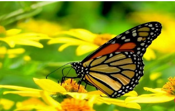 Photo of दिल्ली:  तितलियों का संदेश… जलवायु परिवर्तन के असर को बेअसर कर सकते हैं जैव विविधता पार्क