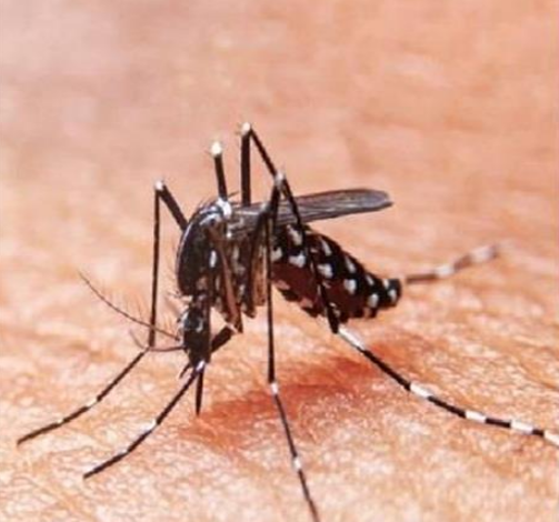 Photo of दिल्ली में खरतनाक होता जा रहा डेंगू, दो और लोगों की मौत