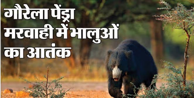 Photo of GPM News: नहीं थम रहे भालुओं के हमले, खेत पर गए युवक पर किया हमला, हालत गंभीर; ग्रामीणों में दहशत