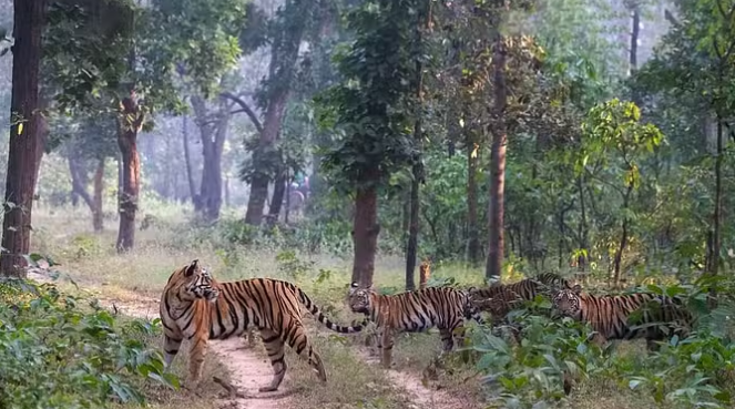 Photo of एमपी: मॉर्निंग वॉक पर निकली T28 और उसकी फैमिली, खतरे को सूंघकर कर रही दल का नेतृत्व