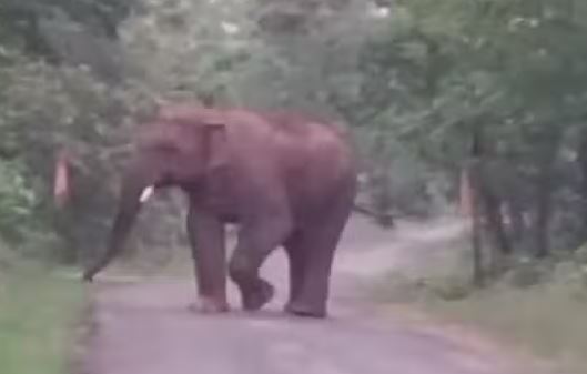 Photo of हाथी ने ग्रामीण को कुचलकर उतारा मौत के घाट, किसी काम से जंगल गया था रमलू तिर्की