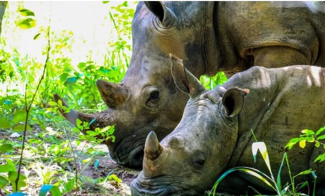 Photo of Best Tourist Spots के नाम से जाने जाते हैं भारत के ये च‍िड़ि‍याघर