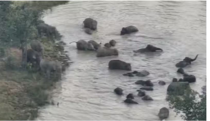 Photo of बांध में अपने बच्चों के साथ हाथियों ने की मौज-मस्ती, ड्रोन कैमरे से बनाया गया वीडियो