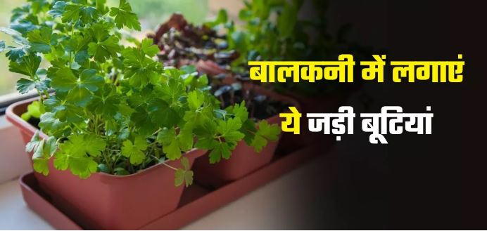 Photo of बालकनी में आसानी से उगाई जा सकती हैं ये जड़ी-बूटियां
