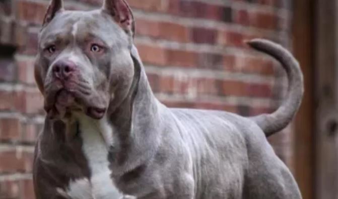 Photo of कैलिफोर्निया में मालिक पर उसके ही तीन कुत्तों ने किया हमला