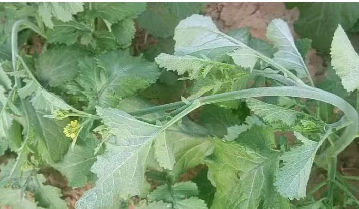 Photo of हरियाणा में तापमान शून्य के करीब, पारा 0.6 डिग्री पर पहुंचने से जमने लगा पाला