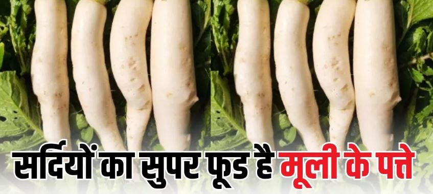 Photo of कचरा नहीं सेहत का खजाना हैं मूली के पत्ते