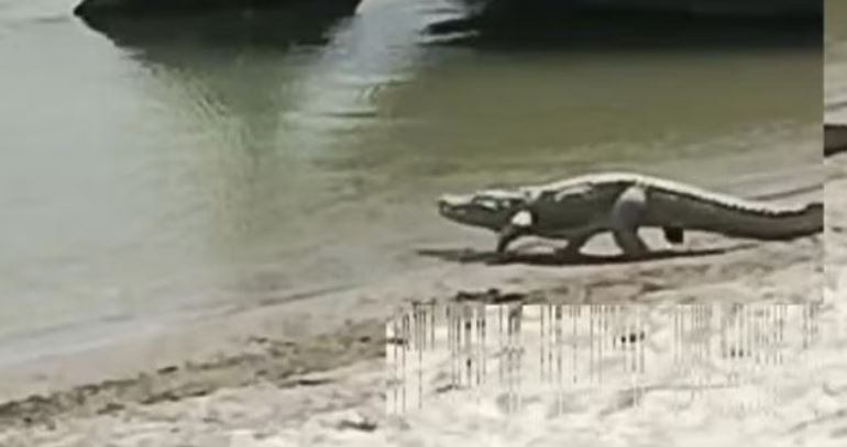 Photo of यूपी: चंबल की बाह रेंज में बढ़े घड़ियाल और मगरमच्छ