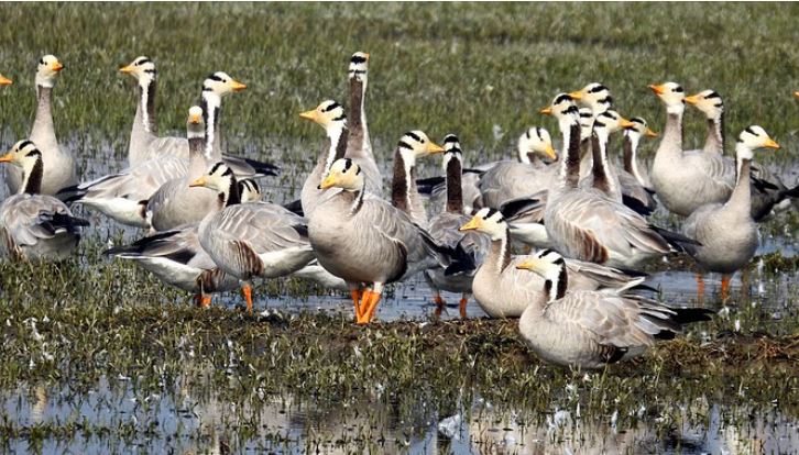 Photo of दिल्ली: जलवायु परिवर्तन का असर… नजफगढ़ झील में प्रवासी पक्षियों की संख्या घटी