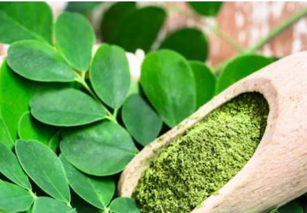 Photo of मोरिंगा की पत्तियों से लेकर बीज तक हैं पोषण का खाजाना