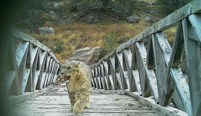 Photo of हिम तेंदुओं की दुनिया का खुलेगा रहस्य, ग्रीन इंडिया मिशन के तहत बजट हुआ स्वीकृत