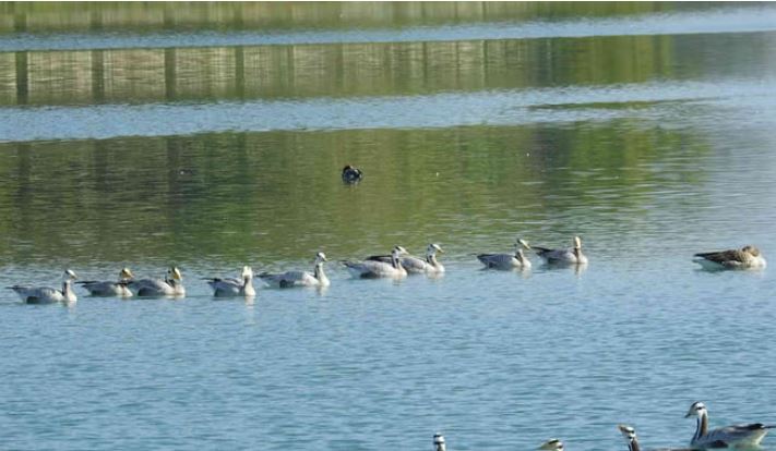 Photo of देहरादून: मौसम में बदलाव…प्रवासी पक्षी बदलने लगे ठिकाना